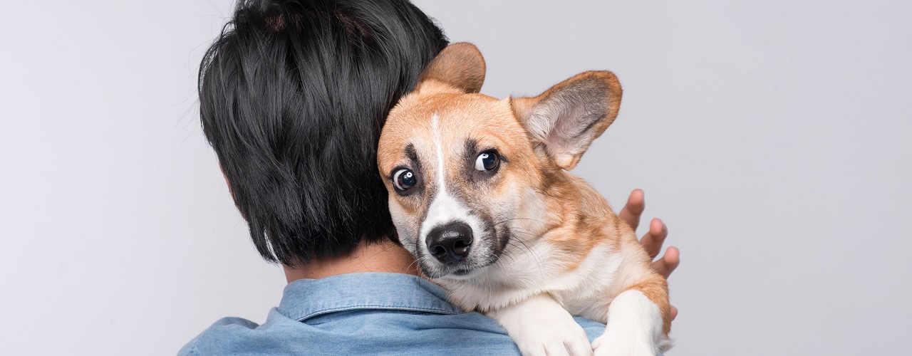 Umgang Mit Einem Angstlichen Hund Magazin Der Ideal Versicherung