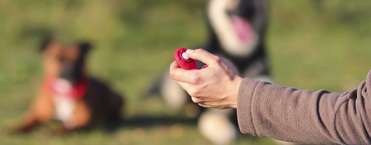 Mann mit Hund beim Clickertraining