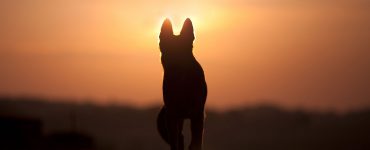 Hund steht im Sonnenuntergang