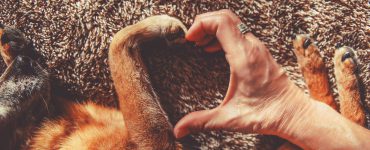 Hundepfote und Hand eines Menschen formen ein Herz