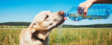 Hund trinkt Wasser aus einer Flasche