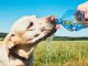 Hund trinkt Wasser aus einer Flasche