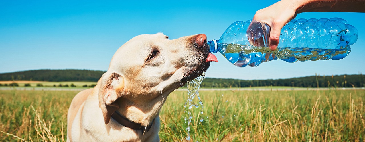 Hund trinkt Wasser aus einer Flasche