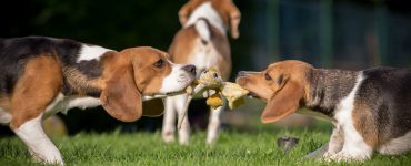 Spielende Beagles