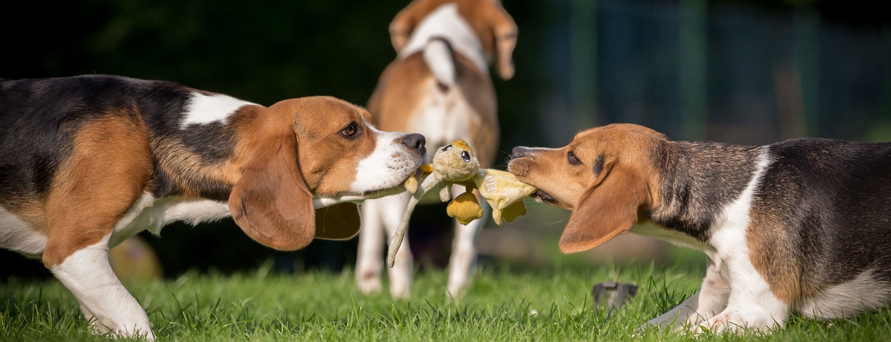 Spielende Beagles