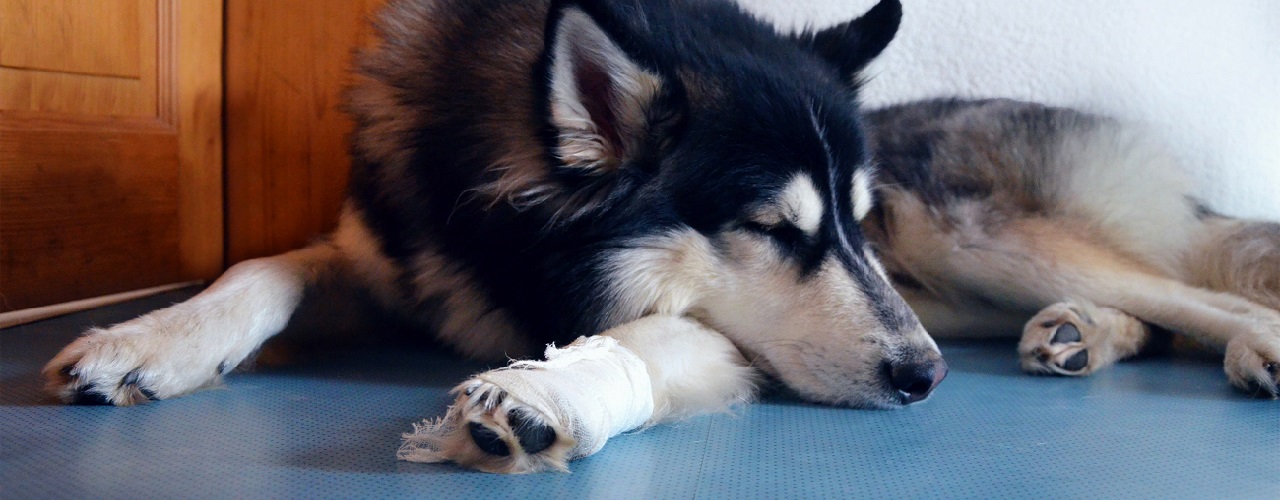 Hund mit einer verletzten Pfote liegt auf dem Boden