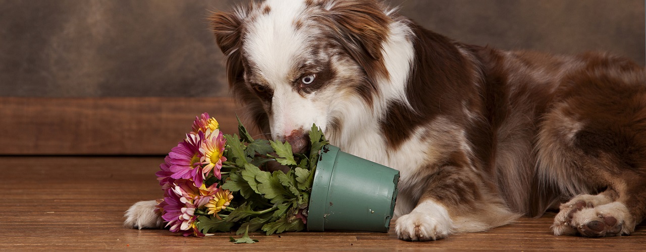 Hund hat Maul im umgefallenen Blumentopf
