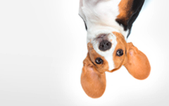 Hundehalterhaftpflicht der IDEAL