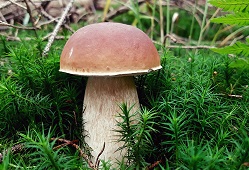 Steinpilz-pixabay_249x170 Steinpilz