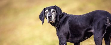 Älterer Hund mit kurzem schwarzem Fell blickt zurück in die Kamera