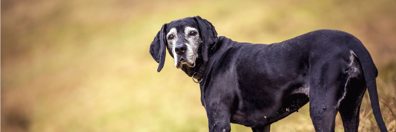 Älterer Hund mit kurzem schwarzem Fell blickt zurück in die Kamera