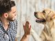 Mann und Hund geben sich High five, klatschen sich mit Hand und Pfote ab