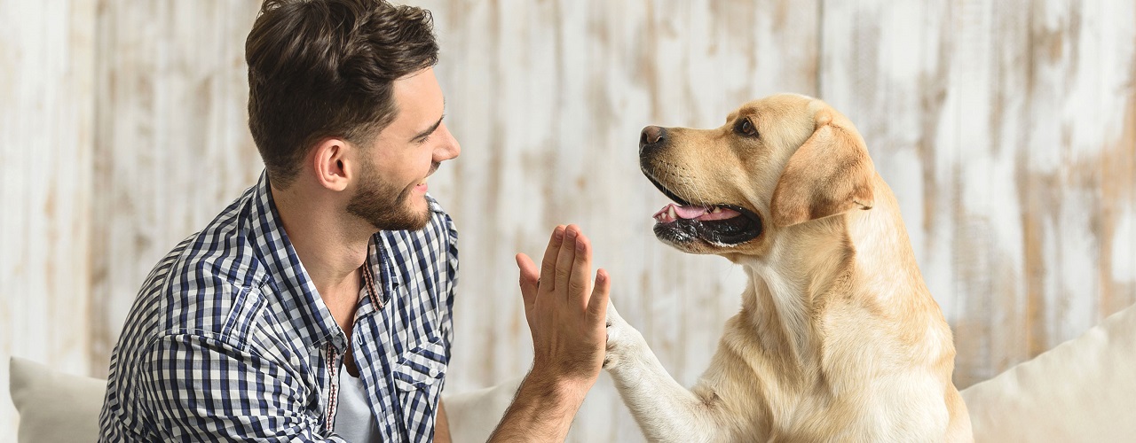 Mann und Hund geben sich High five, klatschen sich mit Hand und Pfote ab