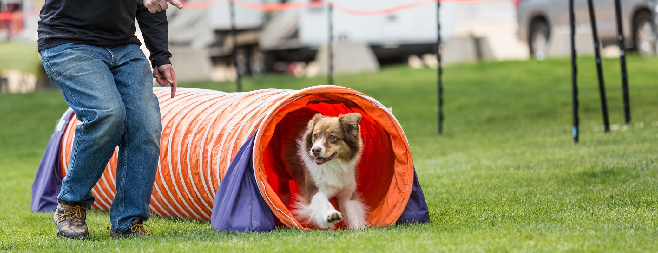 Agility - Hund läuft durch einen Tunnel - Herrchen daneben her