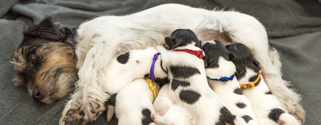 Bumsen hunde Der leckende