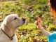 Hundeerziehung - Frau mit Hund im Park