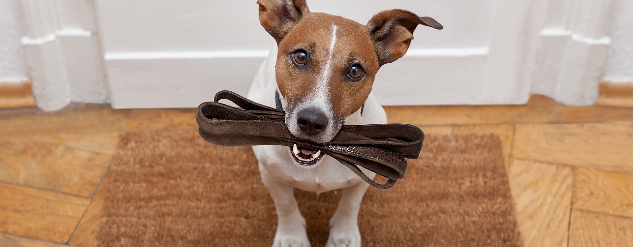 Hund mit Leine im Maul, bittet um Spaziergang