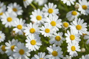 flora of Gran Canaria - flowering marguerite daisy background