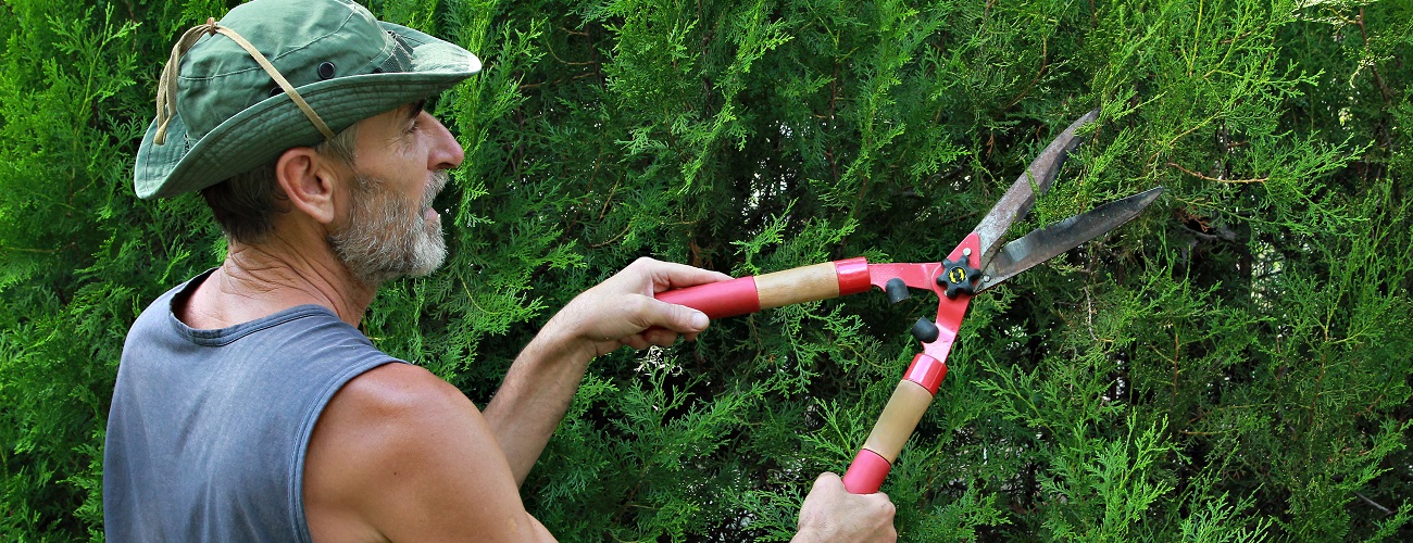 Mann hantiert mit einer Heckenschere im Garten