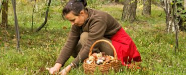 Frau sammelt Pilze