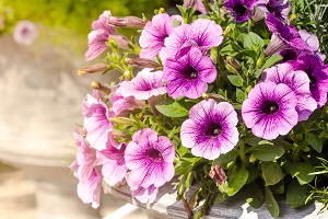 purple petunia flowers in the garden in Spring time