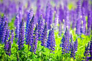 Giftige Pflanze Lupine