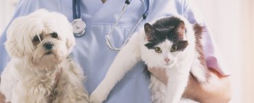 Ein Tierarzt hält einen Hund und eine Katze auf dem Arm.