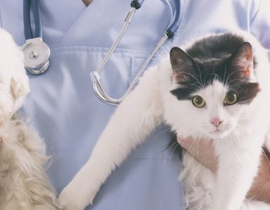 Ein Tierarzt hält einen Hund und eine Katze auf dem Arm.
