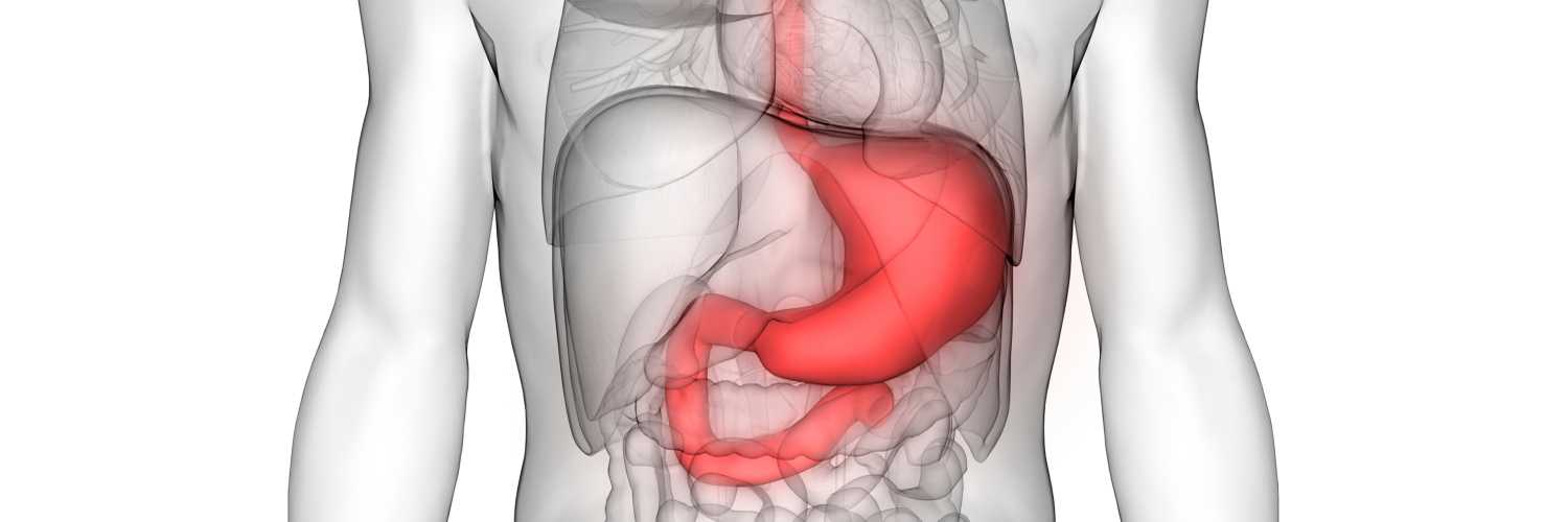 3D-Ansicht vom Magen