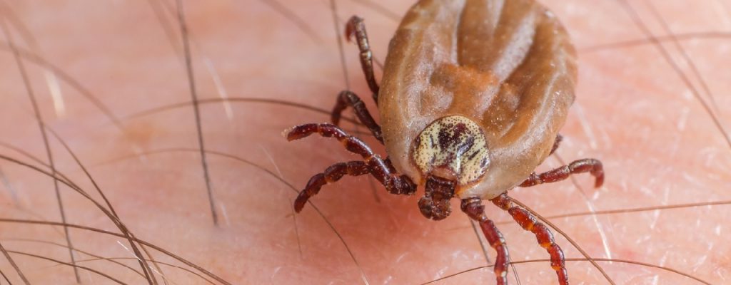 Zeckenstich – Borreliose und FSME erkennen | Magazin der IDEAL Versicherung