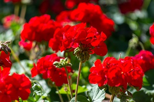 Geranien mit roten Blüten