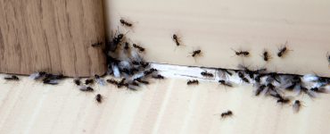 Ameisen im Haus an einer Tür