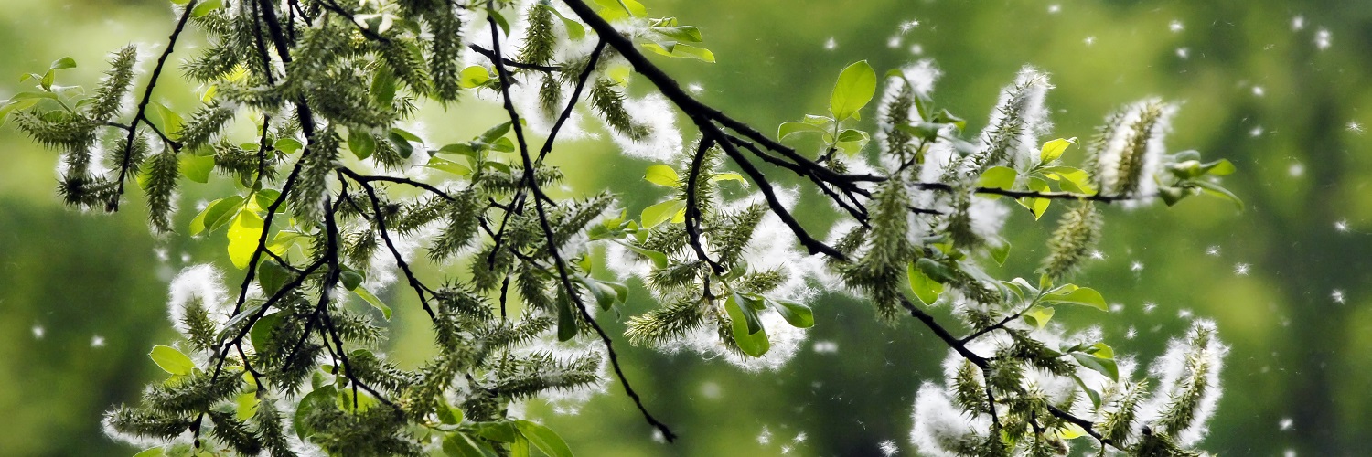 Pollenflug in der Natur