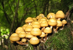 stockschw„mmchen-pixaby_249x170 Stockschwämmchen