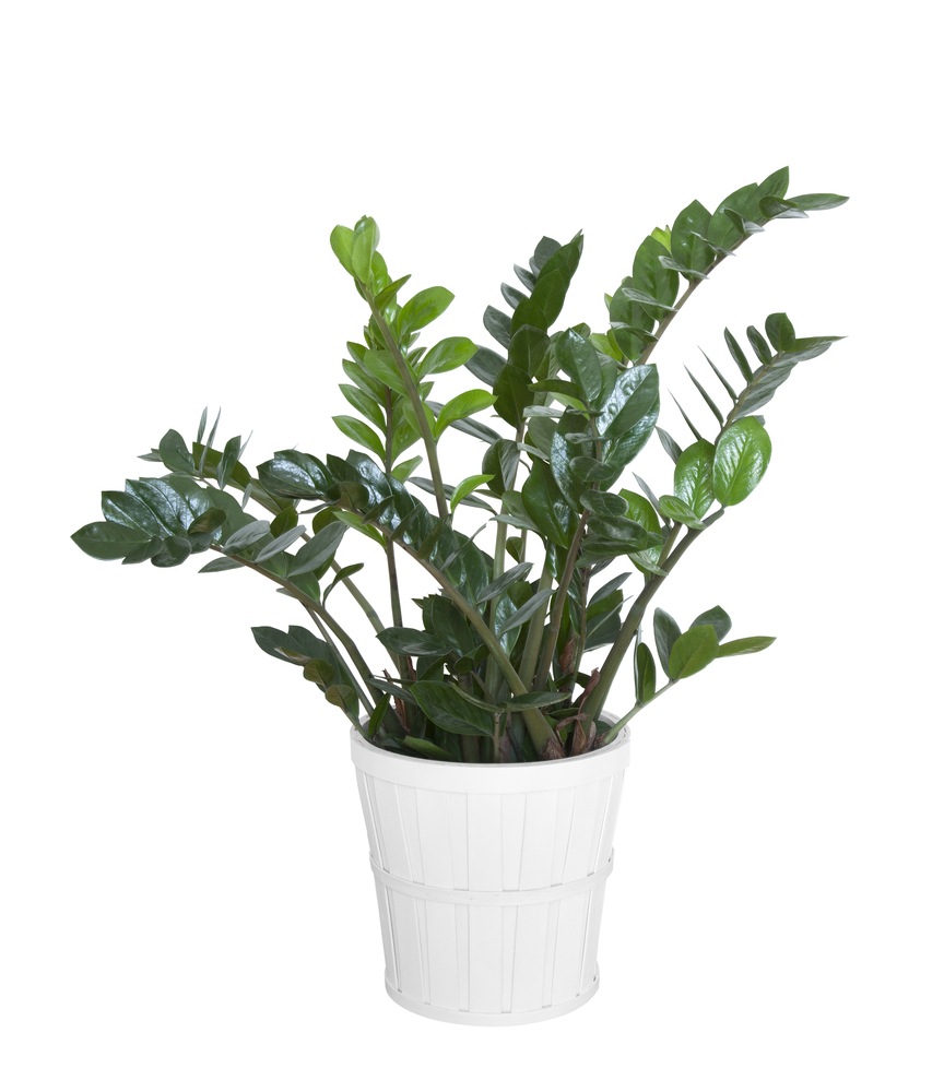 zamioculcas